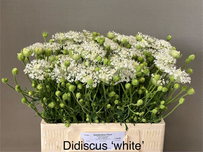 <h4>SNIJBLOEMEN OV</h4>