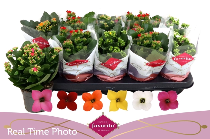 <h4>KAL EN GEM 6 KL</h4>