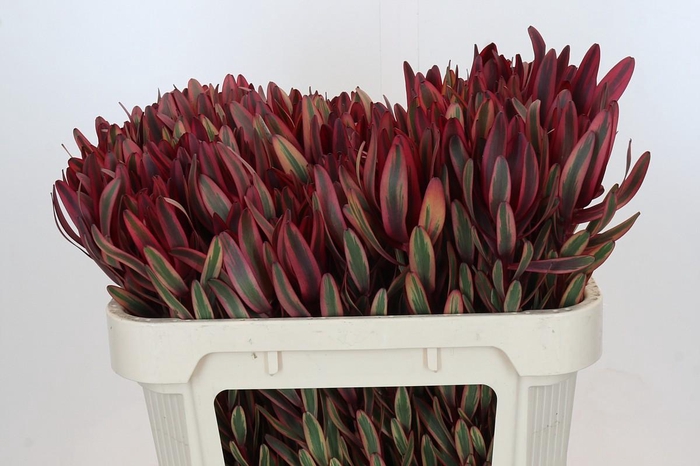 Leucadendron Jester