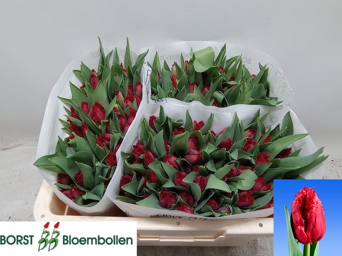 <h4>TU FR INDIANA</h4>