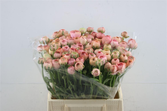 <h4>Ran El Salmon 42cm</h4>