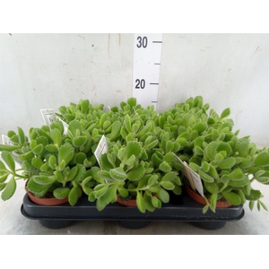 Cotyledon tome. 'Green Footprint'