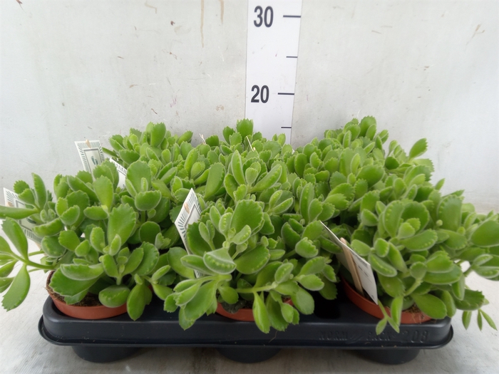 <h4>Cotyledon tome. 'Green Footprint'</h4>