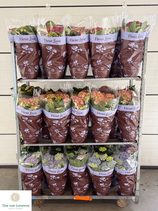 <h4>HYDR M MIXK</h4>