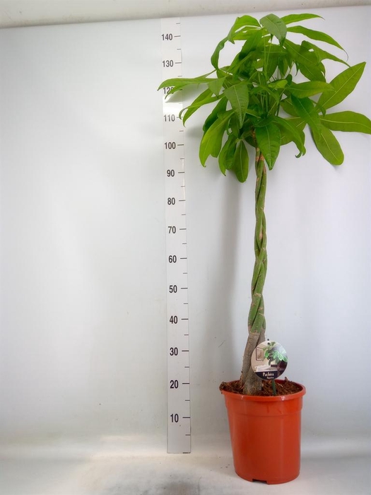 <h4>Pachira aquatica</h4>