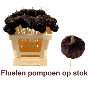 HUIS EN TUINDECO H%