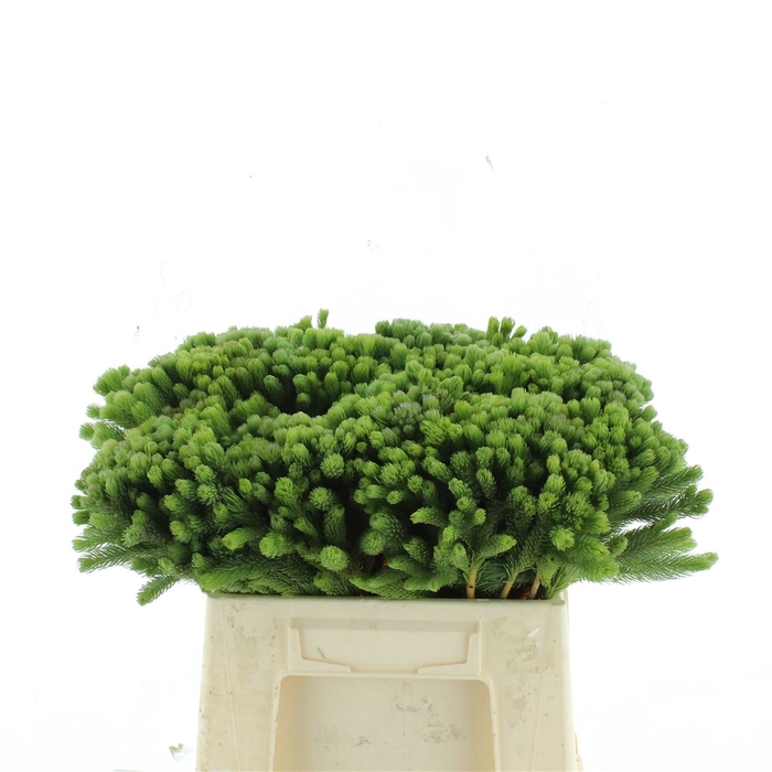 <h4>Kaaps Albiflora Green</h4>