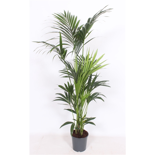 <h4>Howea forsteriana 6 per pot</h4>