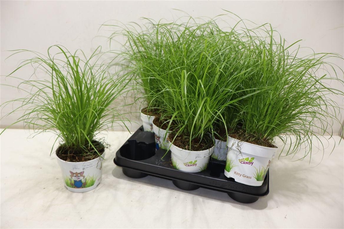 <h4>Cyper Alt Zumula</h4>