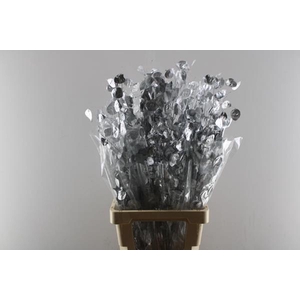 Droogbl Lunaria 21% Zilver