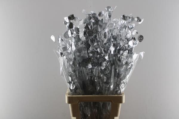 <h4>Droogbl Lunaria 21% Zilver</h4>