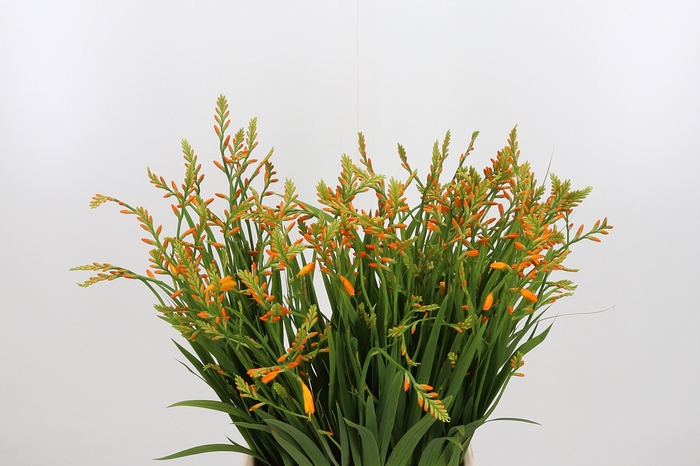 <h4>Crocosmia Grbl George Davis Oranje</h4>