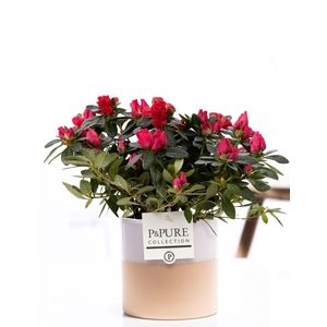 1st class Azalea red in P&PURE Tess 2 ceramics white