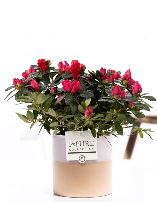 <h4>1st class Azalea red in P&PURE Tess 2 ceramics white</h4>