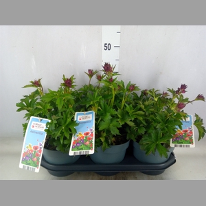Astrantia major