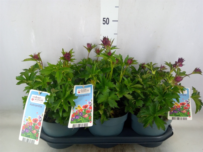 <h4>Astrantia major</h4>