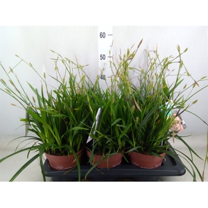 Carex oshimensis 'Everco Everlime'
