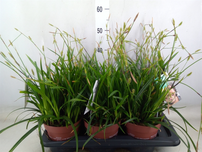 <h4>Carex oshimensis 'Everco Everlime'</h4>