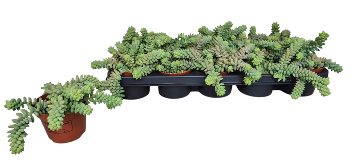 <h4>SEDUM BURRITO</h4>