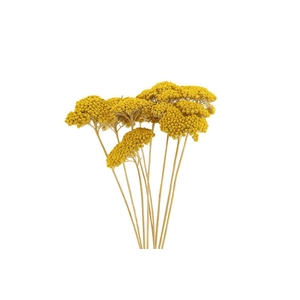 Dried Achillea Parker Natural 10pcs Bunch