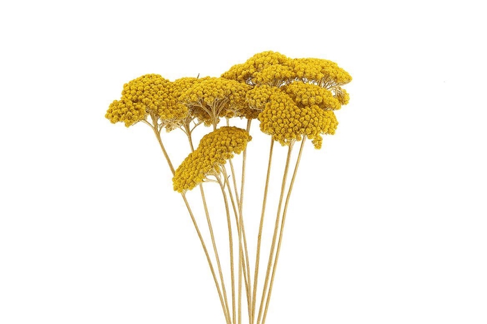 Dried Achillea Parker Natural 10pcs Bunch