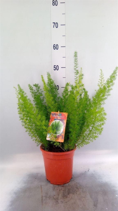 <h4>Asparagus dens. 'Meyers'</h4>