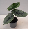 ALOCASIA X AMAZONICA p12