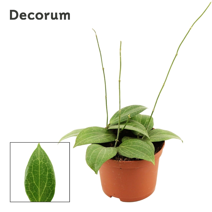 <h4>Hoya 9 cm Fitchii (Decorum)</h4>