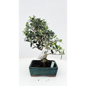 Olea europaea, pot 16cm., height 35cm.