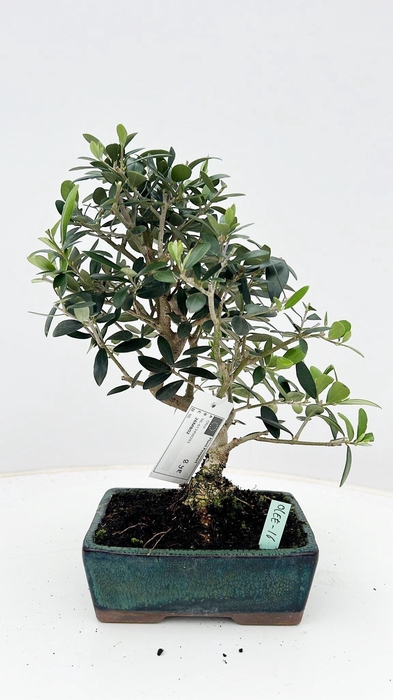 <h4>Olea europaea, pot 16cm., height 35cm.</h4>
