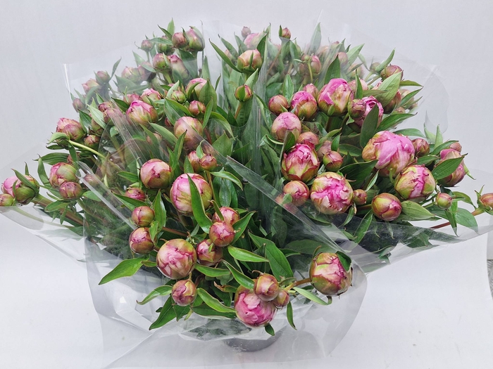 <h4>Mono Pioen Dr flemming x 10</h4>