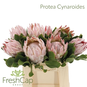 Protea Cynaroides Big