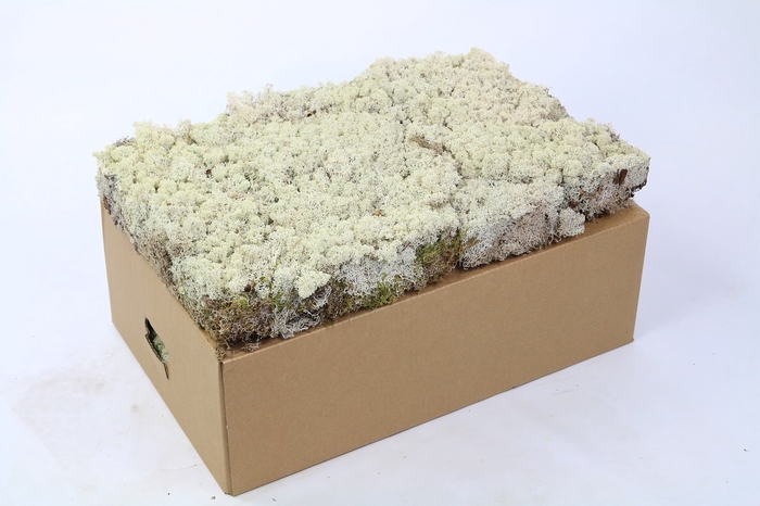 Iceland Moss dry