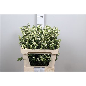 Sympho Mag Lemon Lime