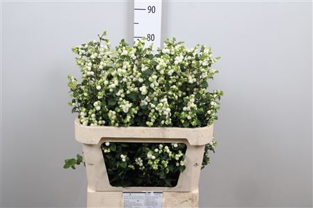 <h4>Sympho Mag Lemon Lime</h4>