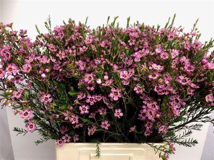 <h4>CHAME ME GRAND ADI</h4>