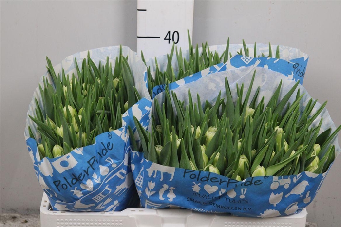 <h4>Tu Du Avant Garde</h4>