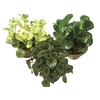 PEPEROMIA VARIADO P13