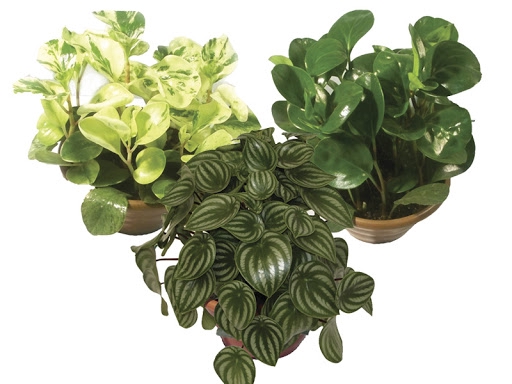 PEPEROMIA VARIADO P13