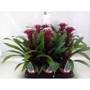 Guzmania  'Francesca'