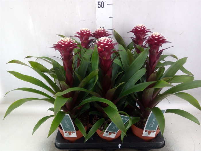 <h4>Guzmania  'Francesca'</h4>