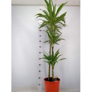 Dracaena fr de 'Warneckei'