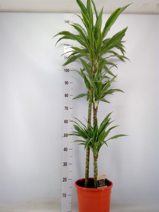 <h4>Dracaena fr de 'Warneckei'</h4>