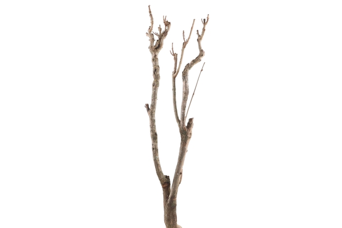 <h4>Syringa Branch Extra Lasson</h4>