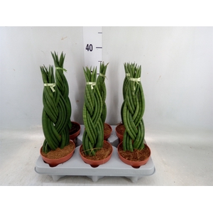 Sansevieria cyl.  ...