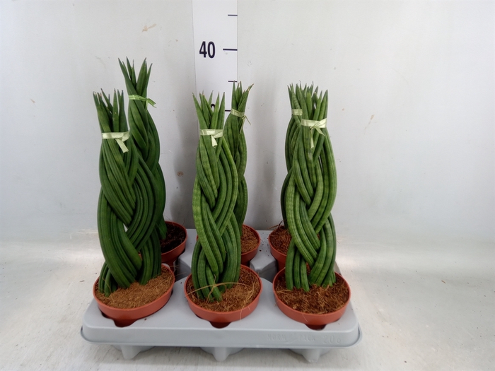 <h4>Sansevieria cyl.  ...</h4>