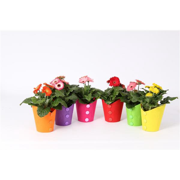 <h4>Gerbera belicht 2+bl 10cm in pot met vilt buttons</h4>