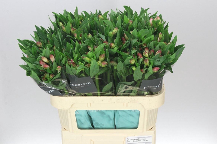 <h4>Alstro Bikini</h4>