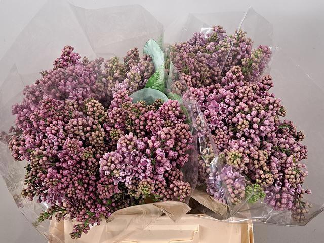 <h4>SYR V DARK KOSTER</h4>