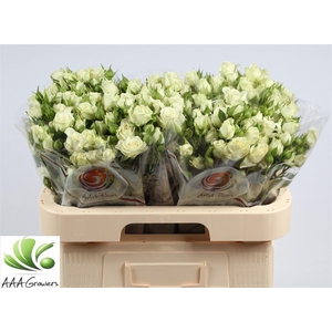 R Tr Lyrica White New!!